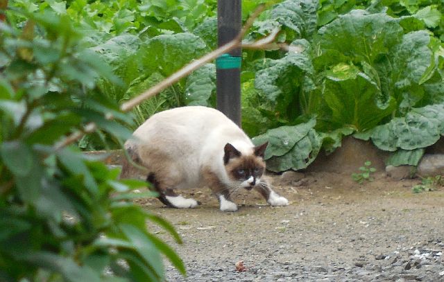 野鳥の餌台