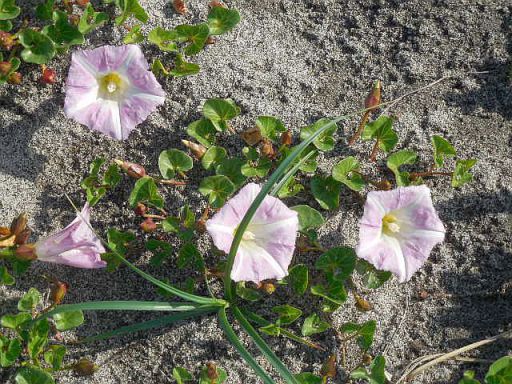 ハマヒルガオ