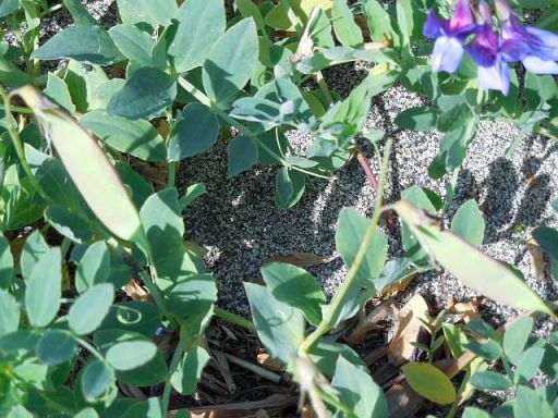 ハマエンドウの莢