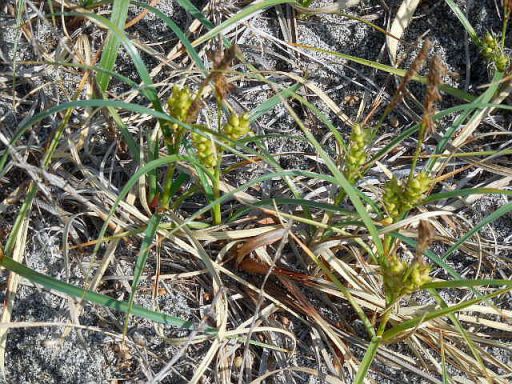 「コウボウシバ」の親戚?