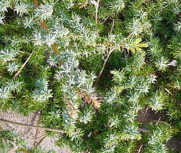 �C�l�A���̃n�C�l�Y