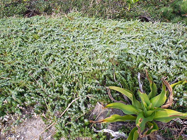 �C�l�A���̃n�C�l�Y