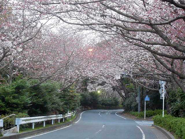 桜の花見