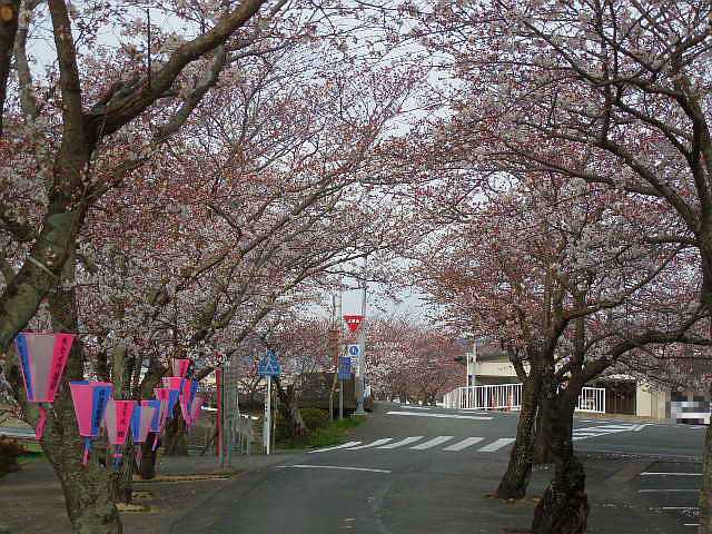 桜の花見
