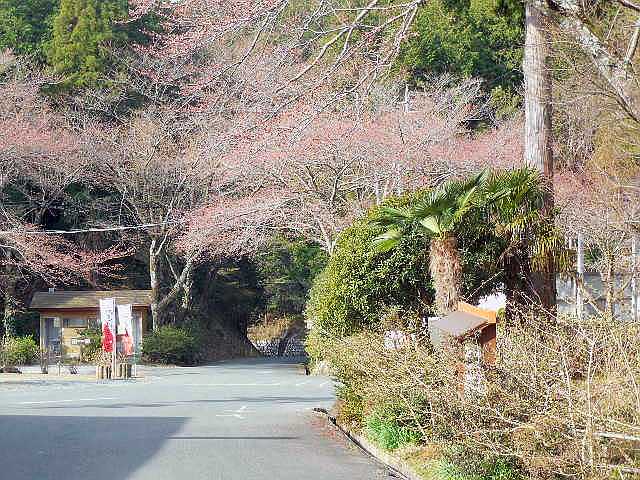 桜の花見