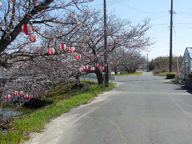 桜の花見