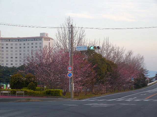 桜の花見