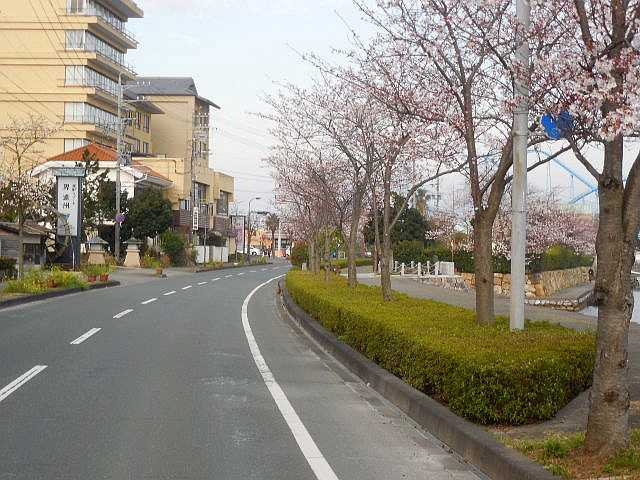 桜の花見