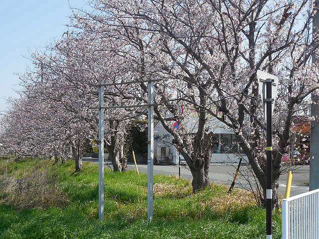 桜の花見
