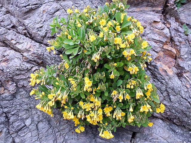 ��ɍ炢�Ă����