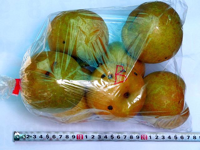 自動販売機で買った梨