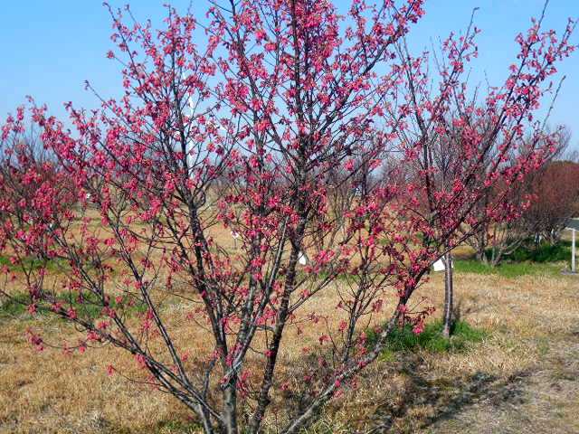 ���]�ԂŖ��ʑ���