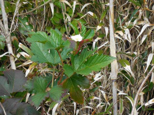 ���]�ԂŖ��ʑ���