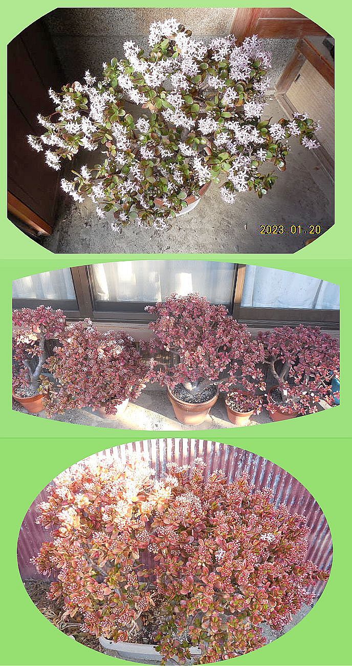 ���̐����