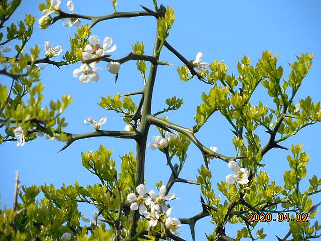 �J���^�`�̉�