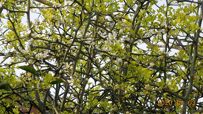 �J���^�`�̉�