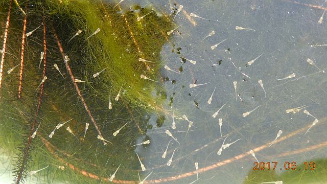 ヒメダカの稚魚