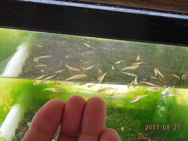 �q���_�J�̒t��