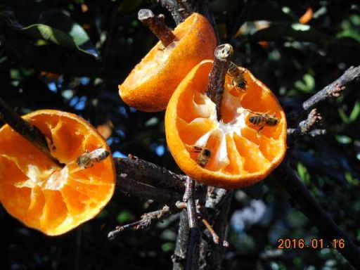 ミカンの汁を吸いに来たミツバチ