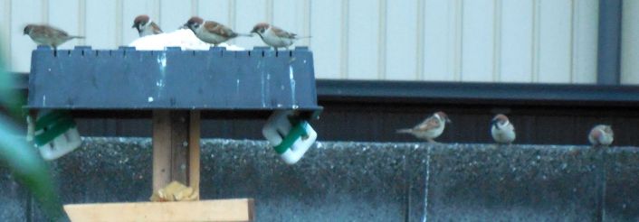 野鳥の餌台