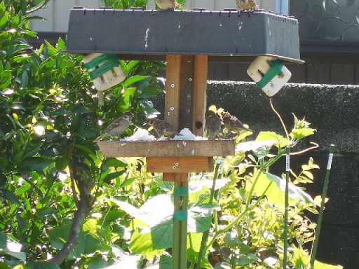 野鳥の餌台