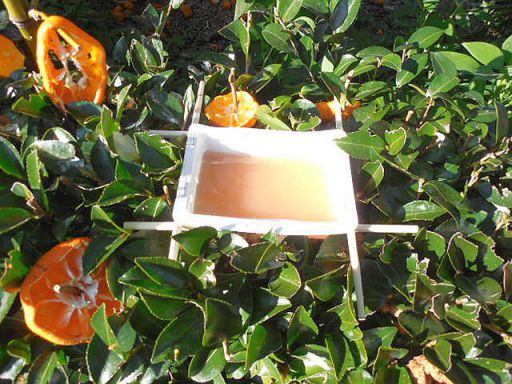 野鳥の水飲み場