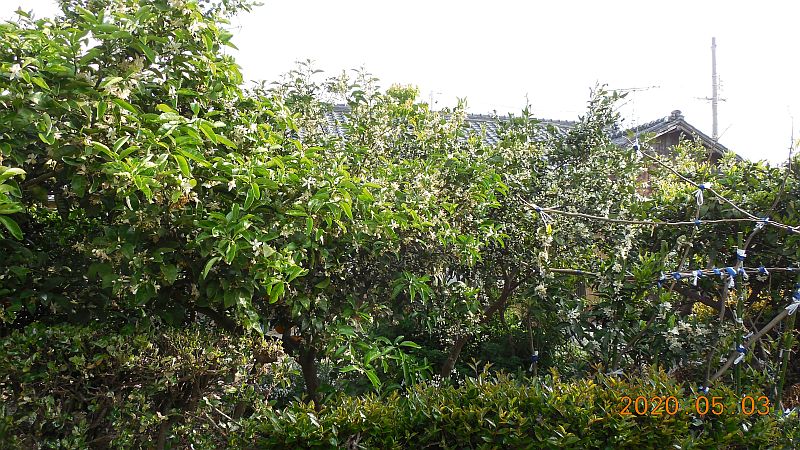 �~�J���̉�