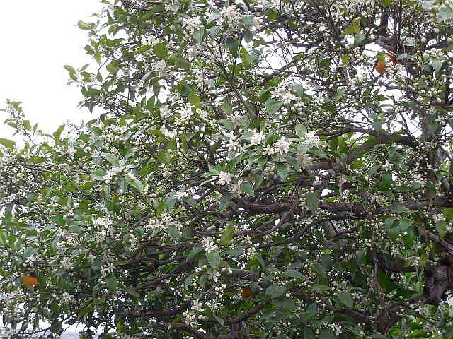 ミカンの花