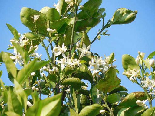 ミカンの花