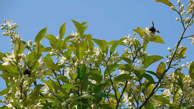 ミカンの花
