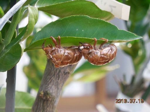 クマゼミの抜け殻