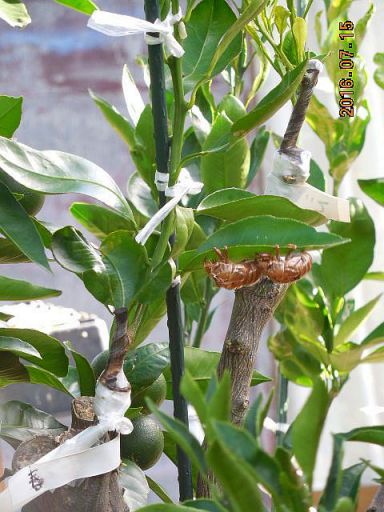 クマゼミの抜け殻