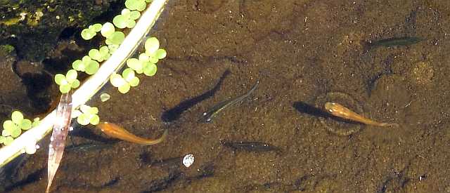 ミナミヌマエビ