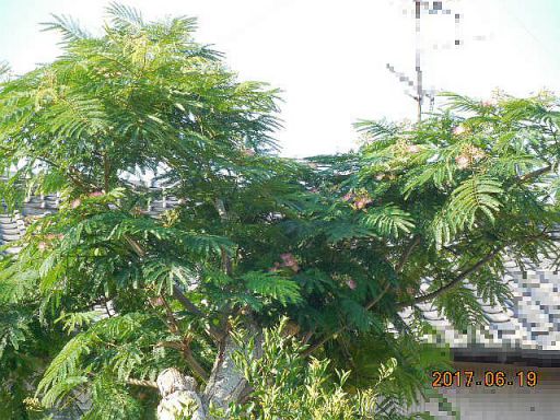 �����̖؂̉�