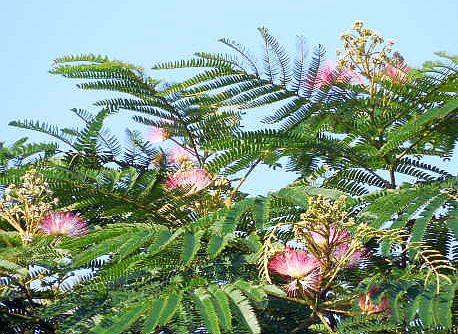 �����̖؂̉�