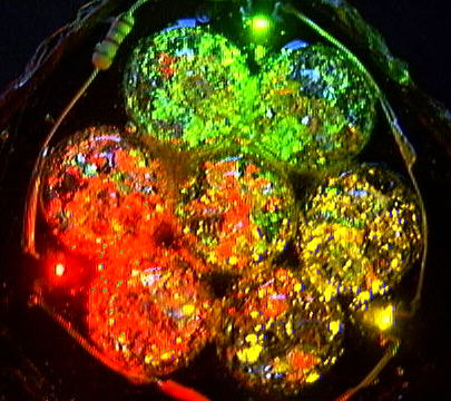 ���������̏Ɩ��̎���i�̎ʐ^10�@(45,9KB)