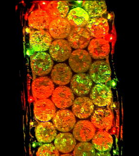 ���������̏Ɩ��̎���i�̎ʐ^18�@(27,6KB)