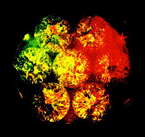 ���������̏Ɩ��̎���i�̎ʐ^�W�@(25,1KB)