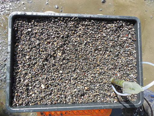 投げ込み式の底面ろ過器