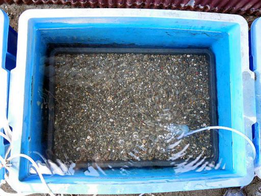 投げ込み式の底面ろ過器