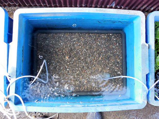 投げ込み式の底面ろ過器