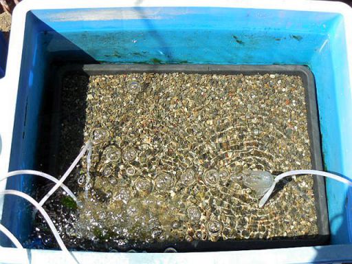 投げ込み式の底面ろ過器