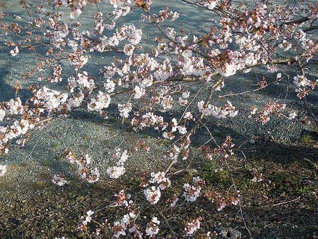 ���̉Ԃ̖���