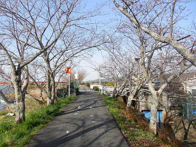 ���̉Ԃ̖���