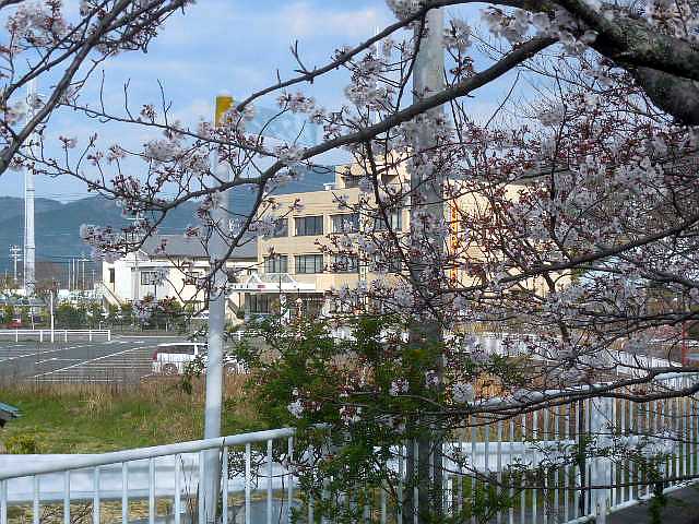 ���̉Ԃ̖���