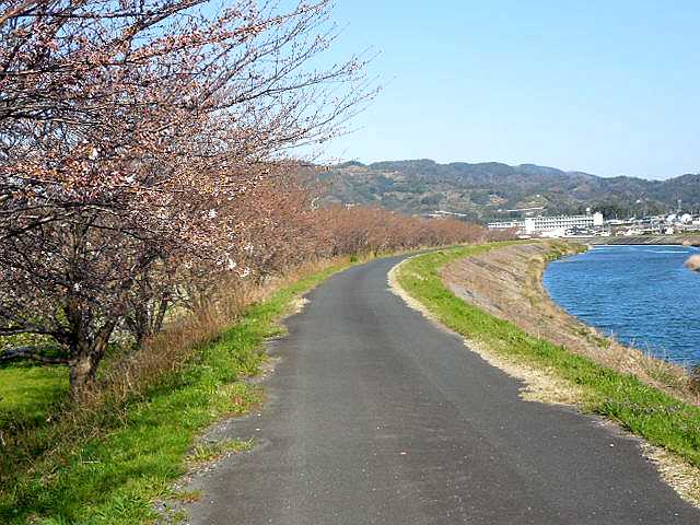 ���̉Ԃ̖���