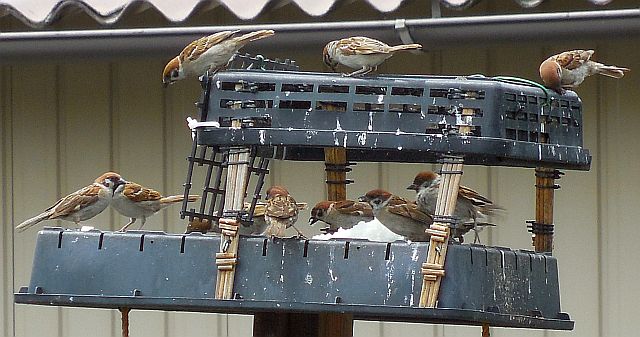 野鳥の餌台