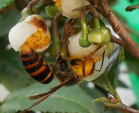 �X�Y���o�`