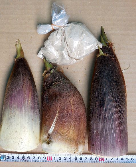 無人販売で買った筍