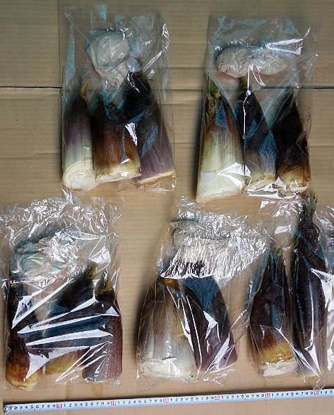 無人販売で買った筍